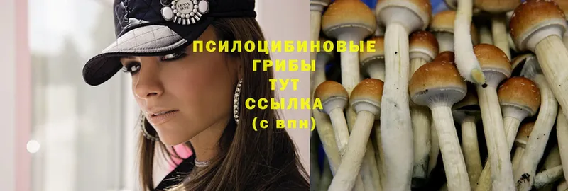 Галлюциногенные грибы Psilocybe  Агидель 